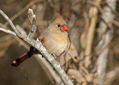 Cardinal