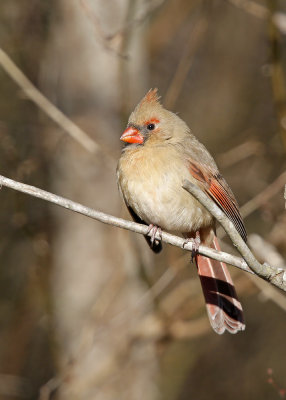 Cardinal