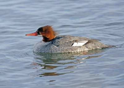 Common Merganser 