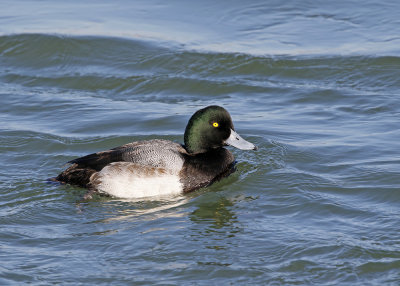 Greater Scaup