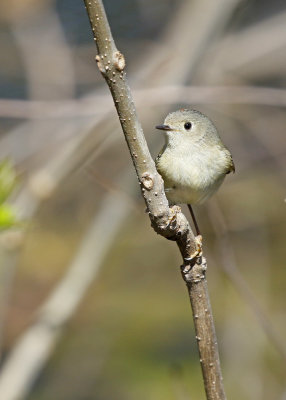 Ruby-crowned Kinglet