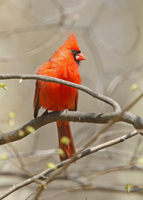 Cardinal