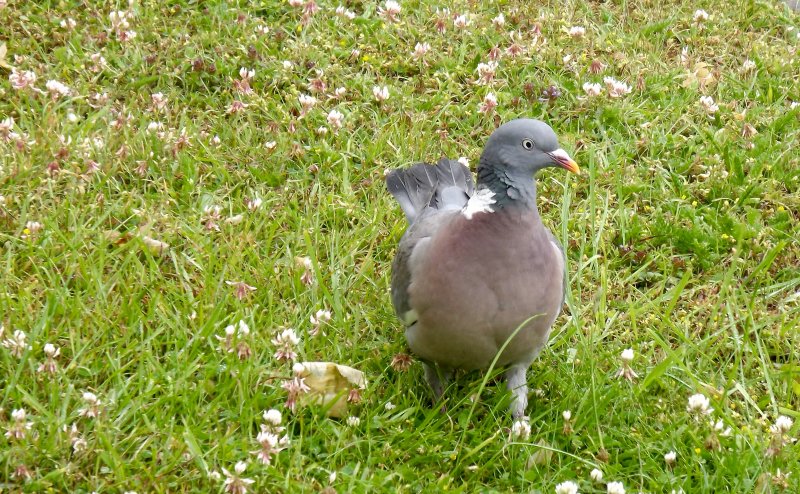 Pigeon