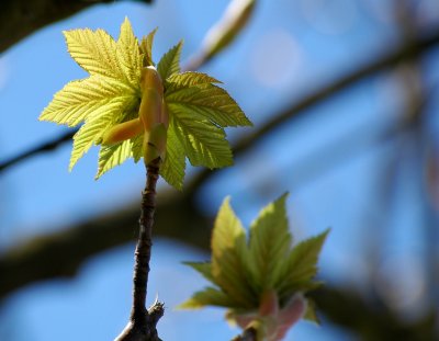 Spring Buds 2