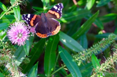 Insects, Butterflies etc.