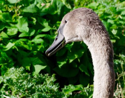 Young Swan portrait