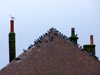 Heat rises and so do Pigeons !!
