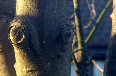 Eyes of the tree