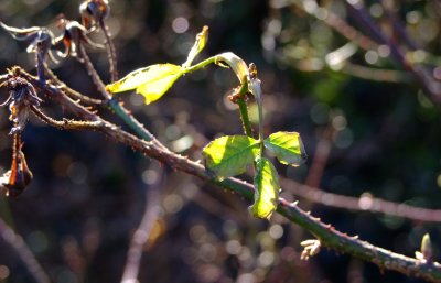 Early spring foliage