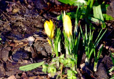 First Crocuses