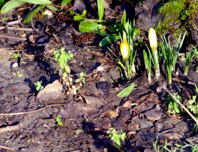 More early flowers