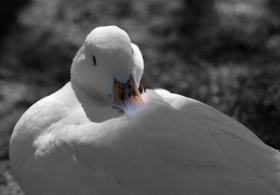 Black and White ,B/W and colour, Sepia