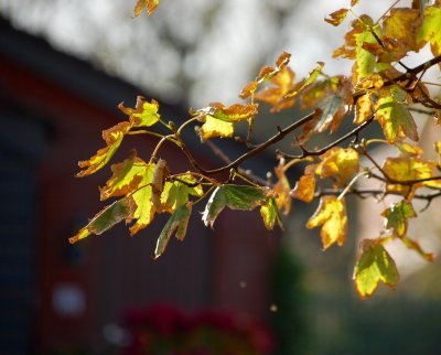 Autumn leaves