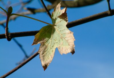 October leaf 2