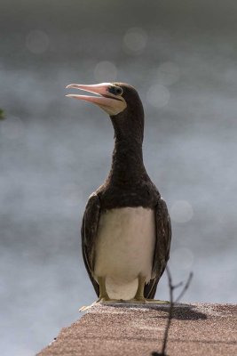 Brown Booby (Sula leucogaster), Windham, NH