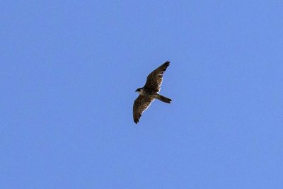 Peregrine Falcon (immature) (Falco peregrinus), Hampton Harbor, Hampton,NH
