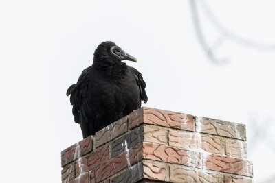 Black Vulture (Coragyps atratus), Exeter, NH