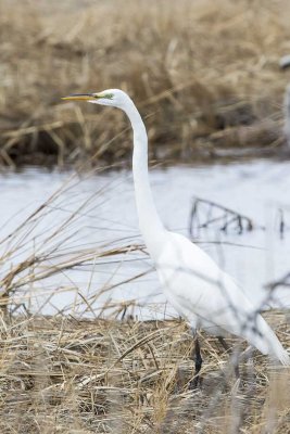 Great Egret (Ardea alba), Parker River NWR, Newbury, MA