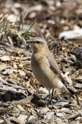 Northern Wheatear (Oenanthe oenanthe), Oyster River Forest, Durham, NH