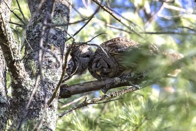 Barred Owls (Strix varia), East Kingston, NH