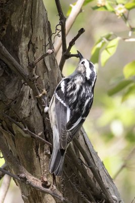 Black and White Warbler (Mniotilta varia) (female), Hellcat Swamp, Rowley, MA, Parker River NWR