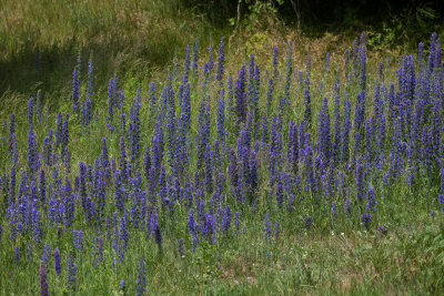 wildflowers, Lithuania