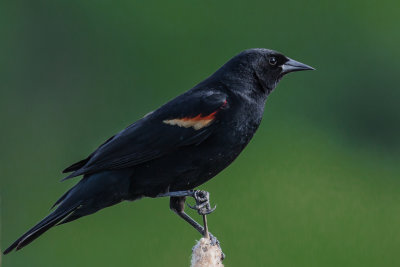 red-winged blackbird (male)