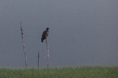 juvenile bald eagle