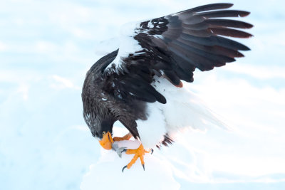 Steller Eagle - Haliaeetus pelagicus - Óriásrétisas
