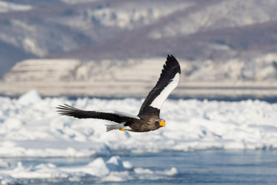 Steller Eagle - Haliaeetus pelagicus - Óriásrétisas