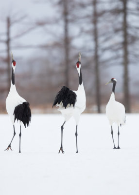 Japanese Crane - Grus japonensis - Japán daru