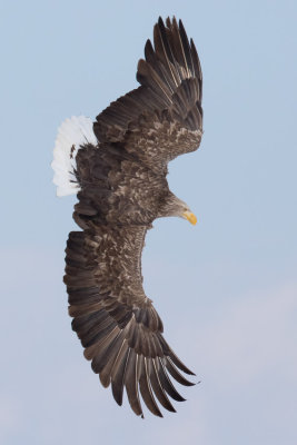 white-tailed eagles