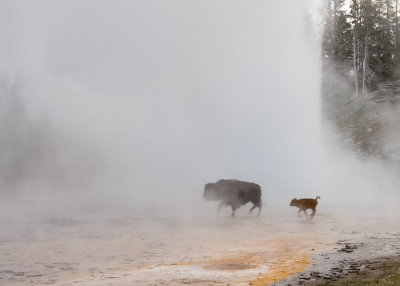 Grand Geyser surprises bison