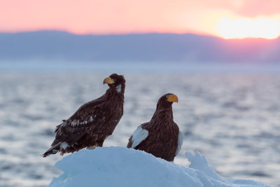 Steller Eagles at Dawn