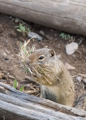 Uinta Ground Squirrel - Urocitellus armatus