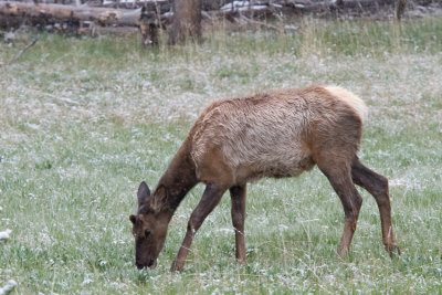 Elk - Cervus Canadensis