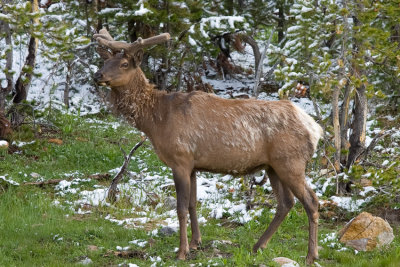 Elk - Cervus Canadensis