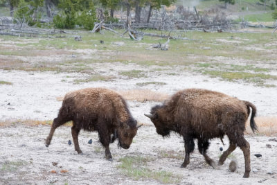 American Bison - Bison Bison