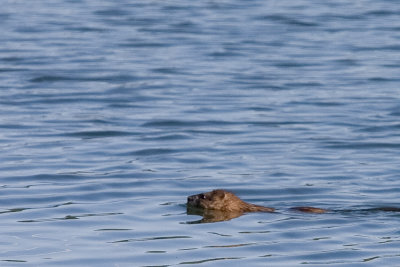 Beaver - Castor canadensis