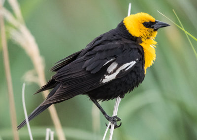 Yellow-headed Blackbird - Xantocephalus xantocephalus