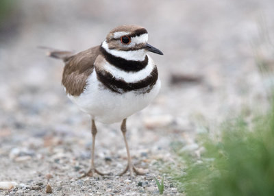 Killdeer - Charadrius vociferus