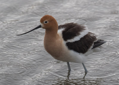 American Avocet - Recurvirostra americana