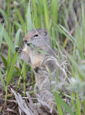 Uinta Ground Squirrel - Urocitellus armatus