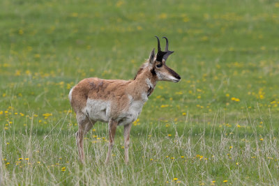 Pronghorn - Antilocapra americana