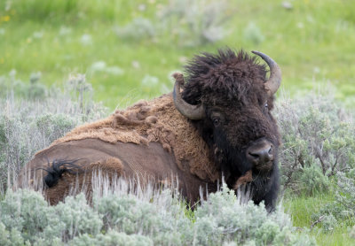 American Bison - Bison bison