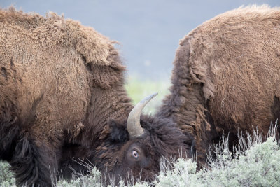 American Bison - Bison bison