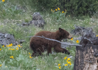 Black Bear -  Ursus americanus