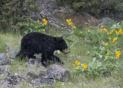 Black Bear -  Ursus americanus