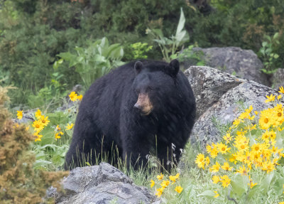 Black Bear -  Ursus americanus