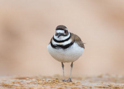 Killdeer - Charadrius vociferus